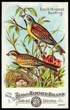 5 Blackthroated Bunting